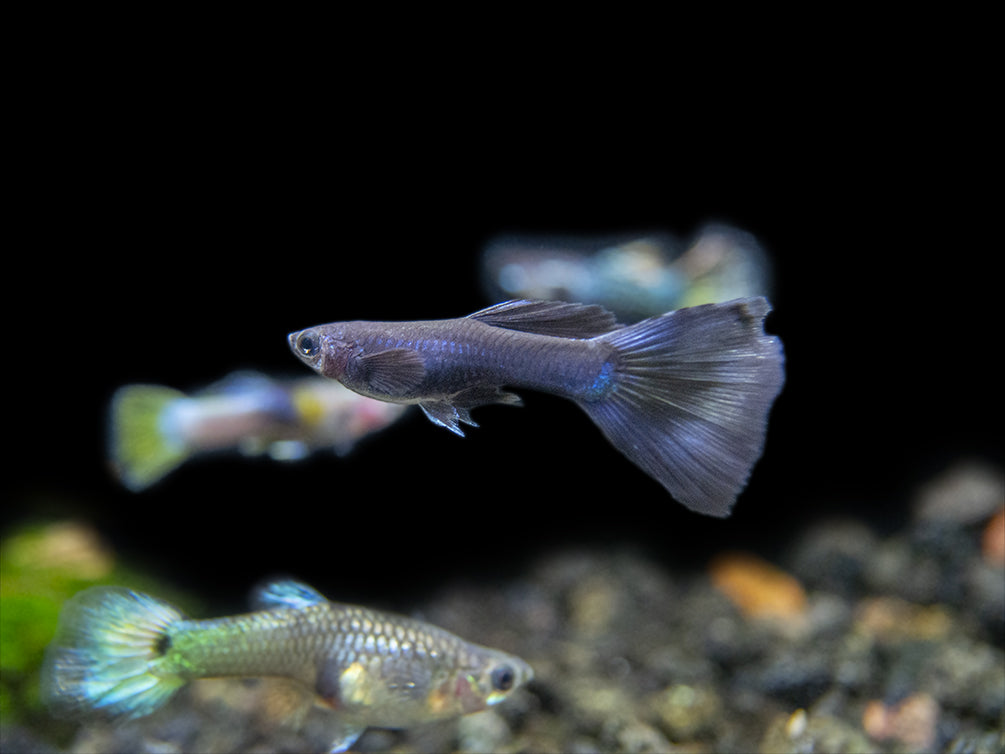Premium Assorted Guppy (Poecilia reticulata), Tank-Bred