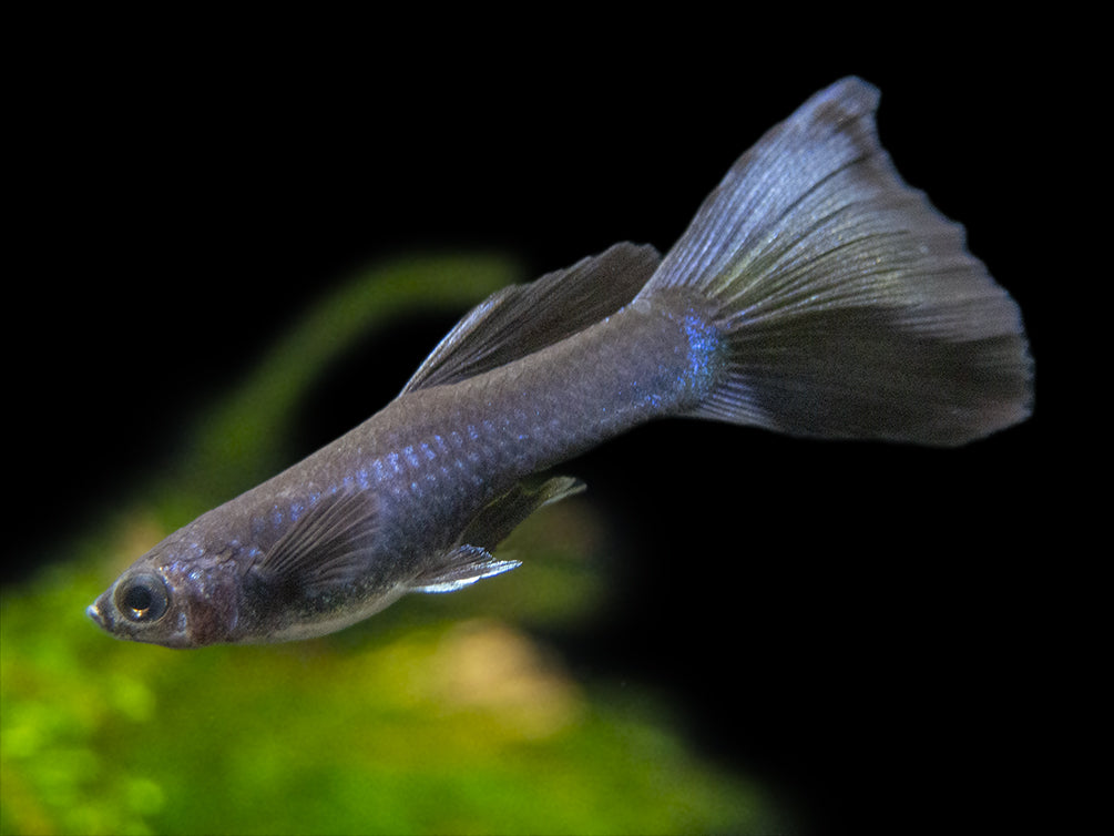 Premium Assorted Guppy (Poecilia reticulata), Tank-Bred
