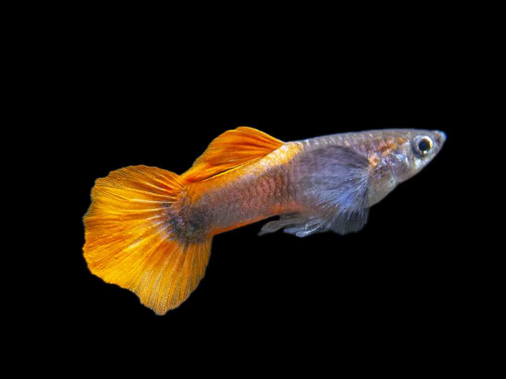 Premium Assorted Guppy (Poecilia reticulata), Tank-Bred