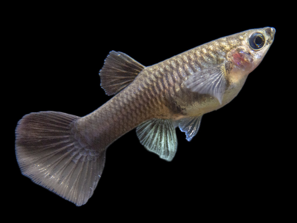 Premium Assorted Guppy (Poecilia reticulata), Tank-Bred