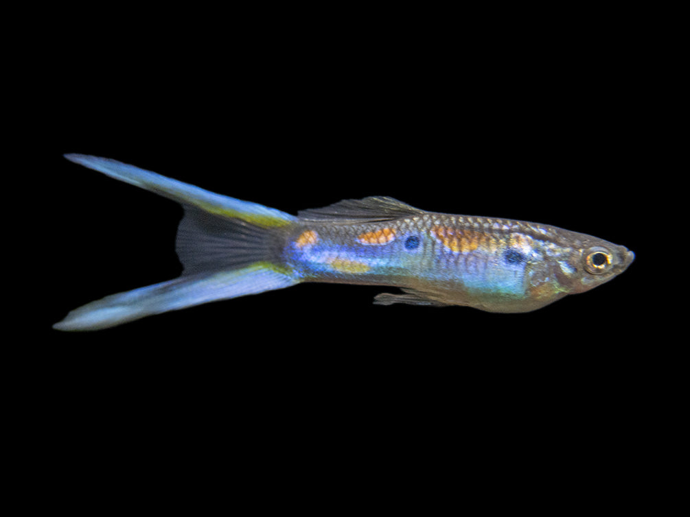 Premium Assorted Guppy (Poecilia reticulata), Tank-Bred