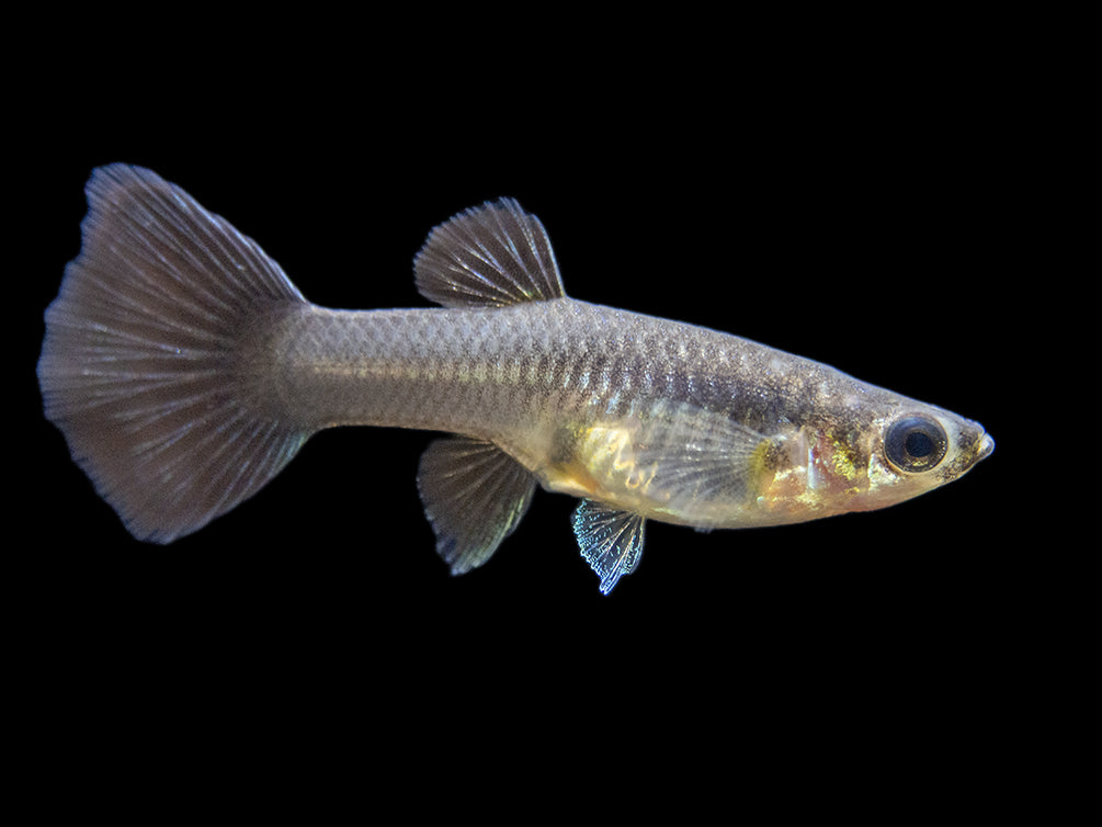 Premium Assorted Guppy (Poecilia reticulata), Tank-Bred