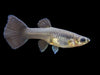 Premium Assorted Guppy (Poecilia reticulata), Tank-Bred