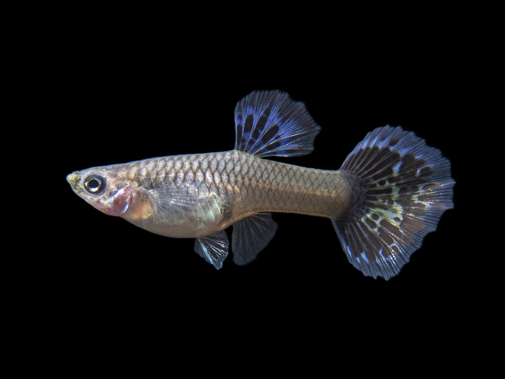 Premium Assorted Guppy (Poecilia reticulata), Tank-Bred