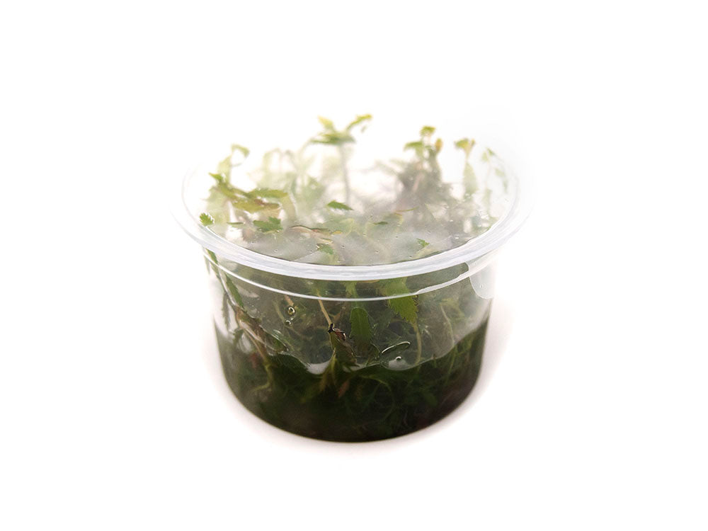 Mermaid Weed (Proserpinaca palustris) Tissue Culture