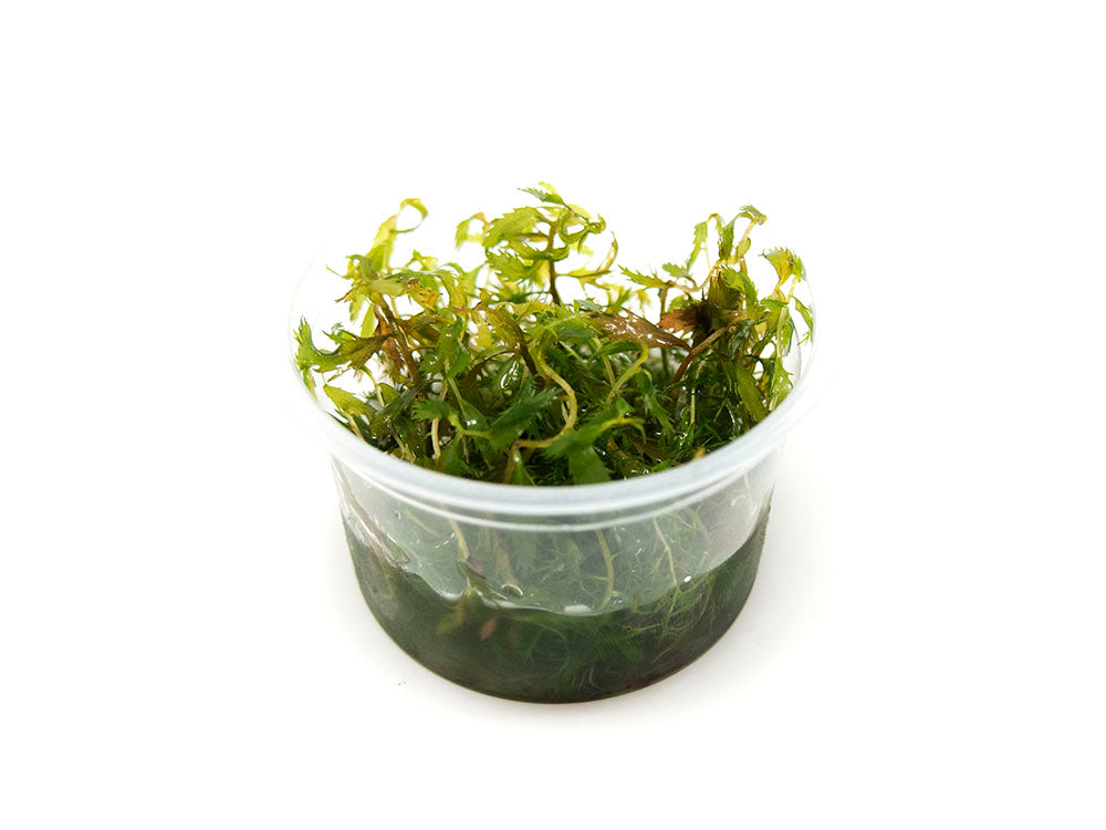Mermaid Weed (Proserpinaca palustris) Tissue Culture