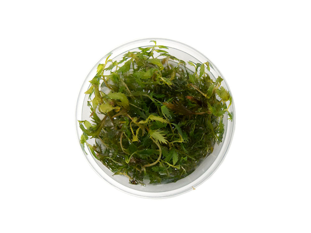 Mermaid Weed (Proserpinaca palustris) Tissue Culture - Thumbnail 2