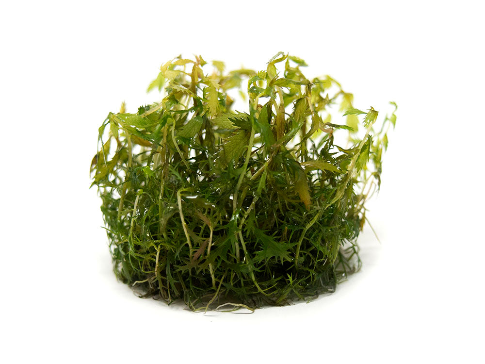 Mermaid Weed (Proserpinaca palustris) Tissue Culture