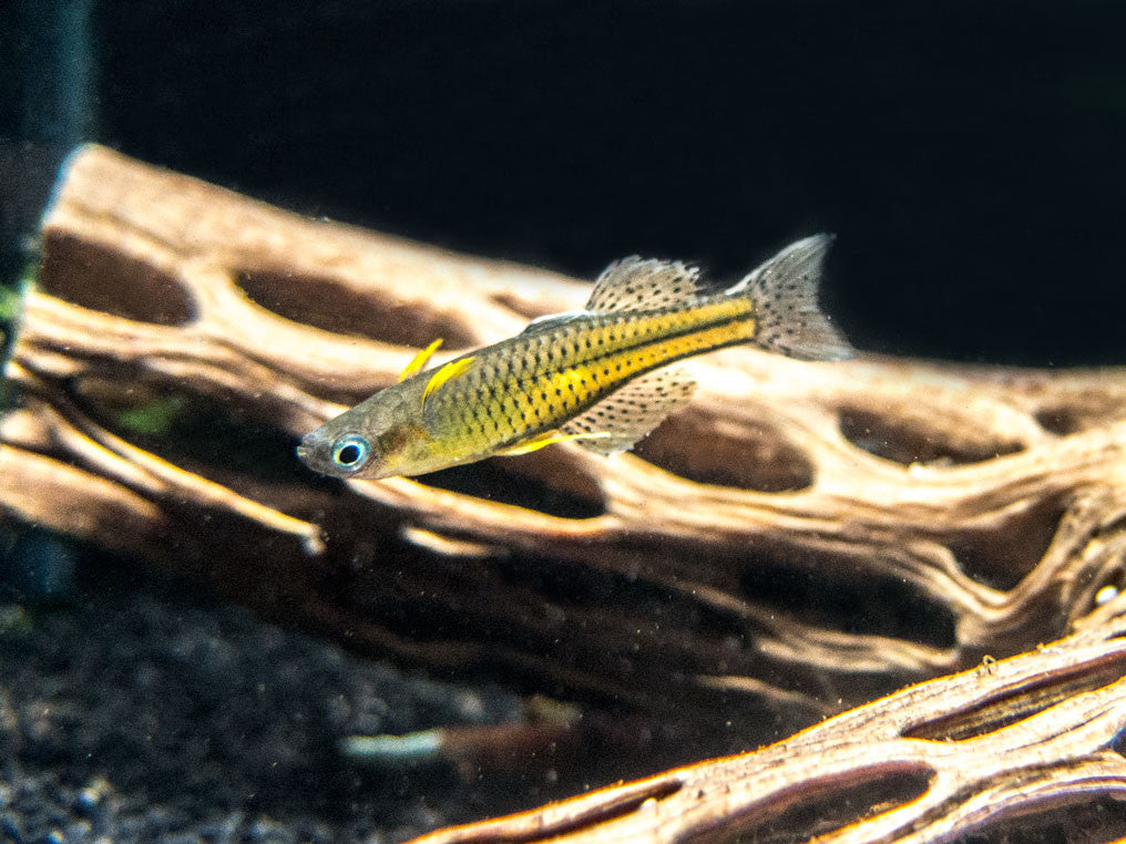 Gertrude’s Spotted Blue Eye Rainbowfish (Pseudomugil gertrudae), Tank-Bred