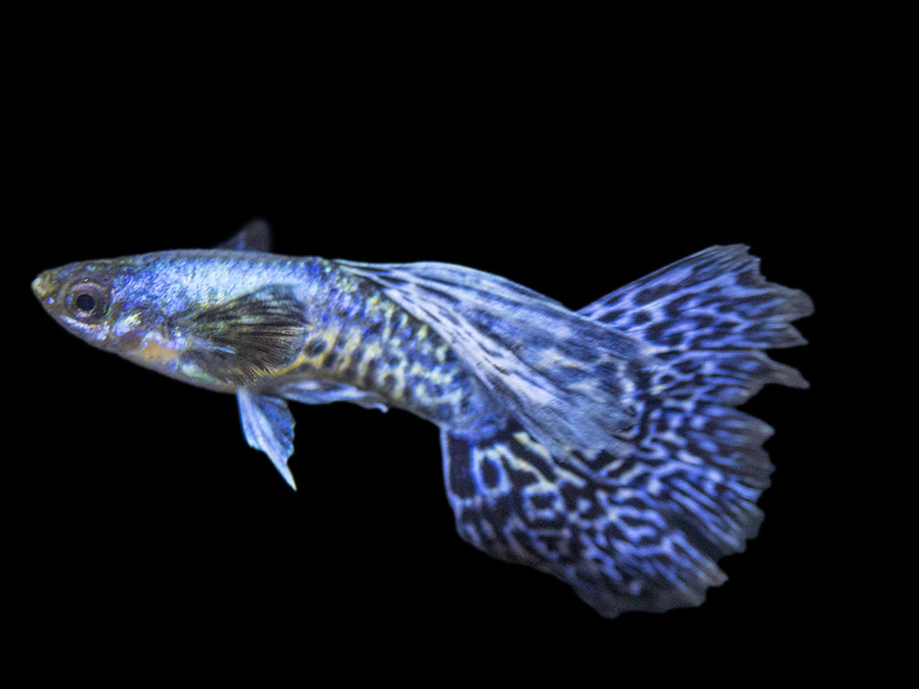 Purple Dragon Mosaic Guppy (Poecilia reticulata), USA-Bred