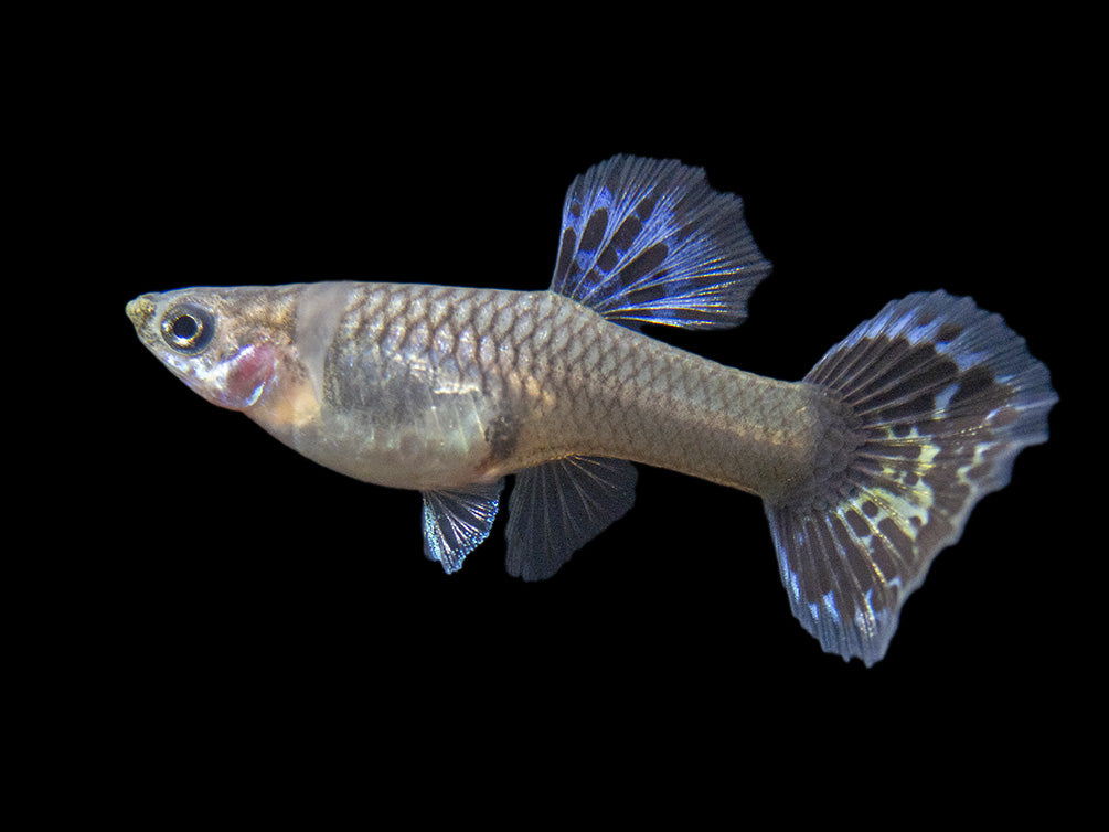 Purple Dragon Mosaic Guppy (Poecilia reticulata), USA-Bred