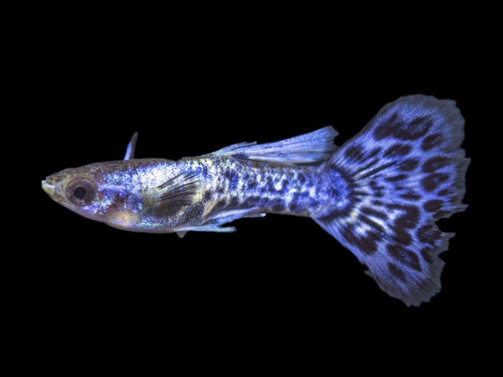 Purple Dragon Mosaic Guppy (Poecilia reticulata), USA-Bred