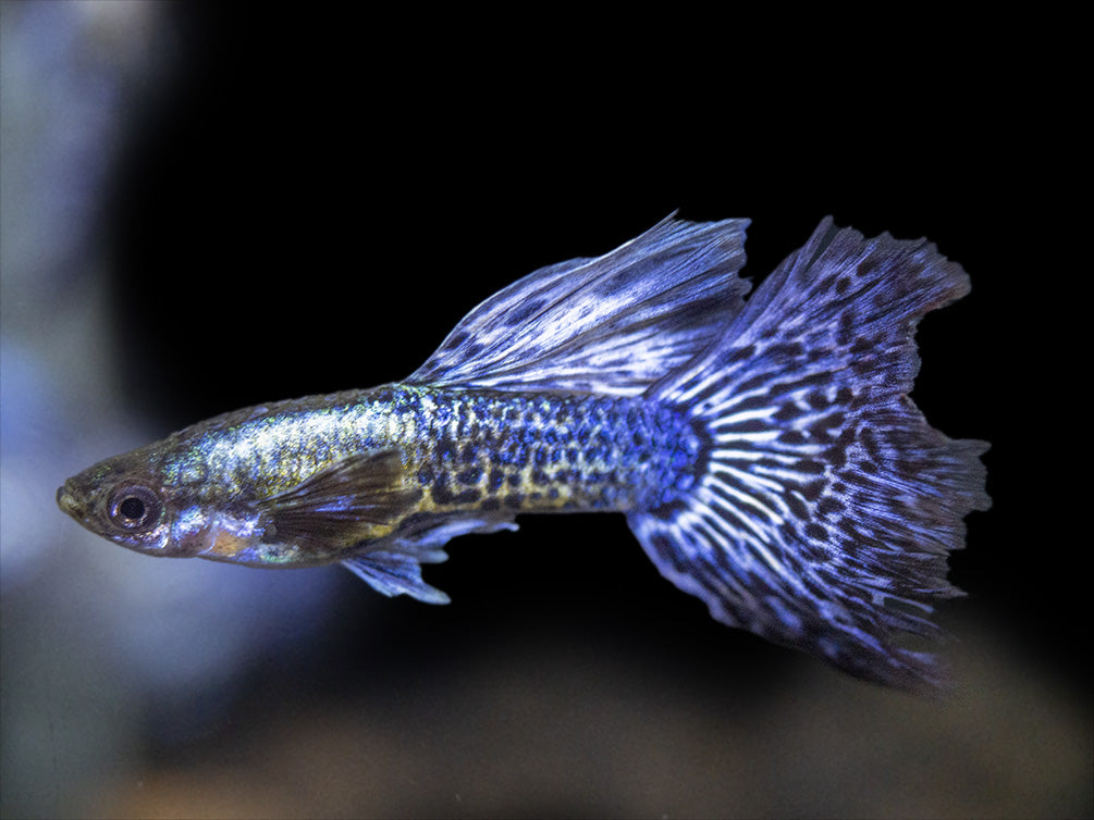 Purple Dragon Mosaic Guppy (Poecilia reticulata), USA-Bred