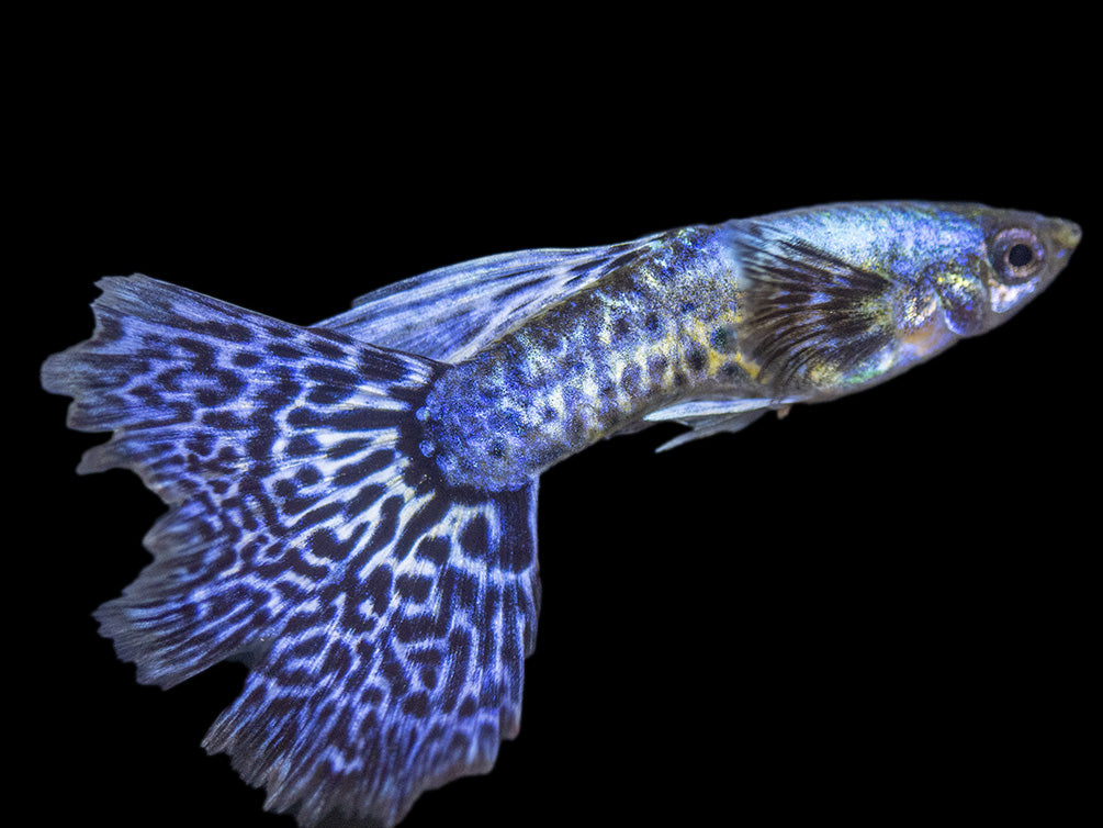 Purple Dragon Mosaic Guppy (Poecilia reticulata), USA-Bred