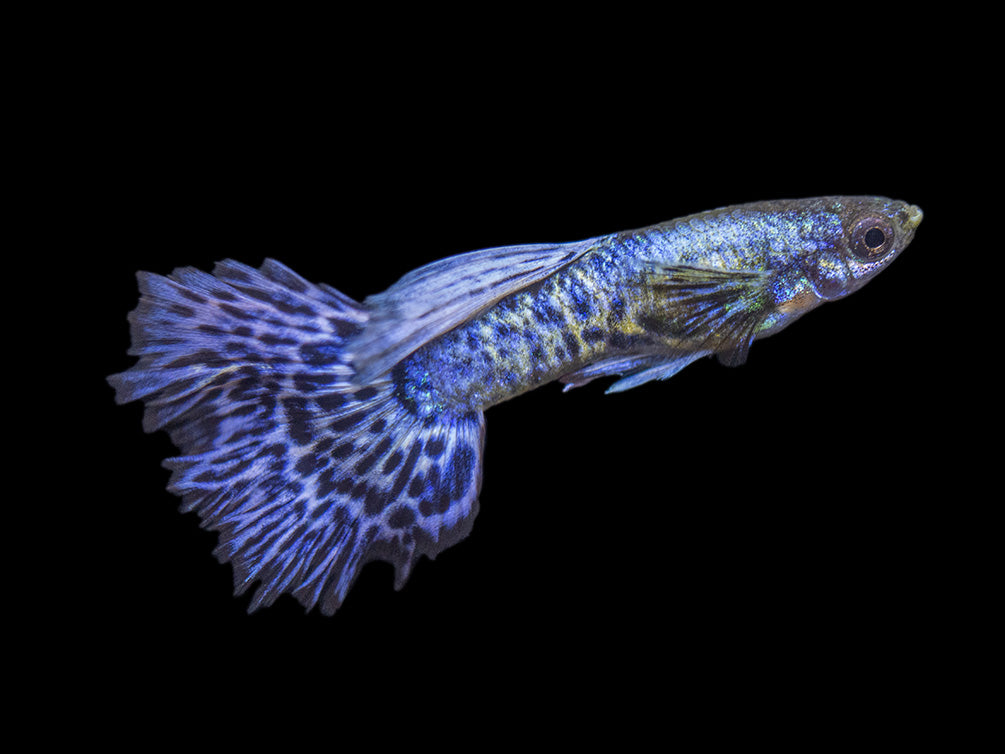 Purple Dragon Mosaic Guppy (Poecilia reticulata), USA-Bred