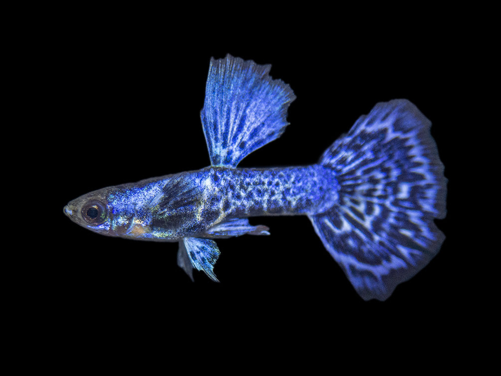 Purple Dragon Mosaic Guppy (Poecilia reticulata), USA-Bred