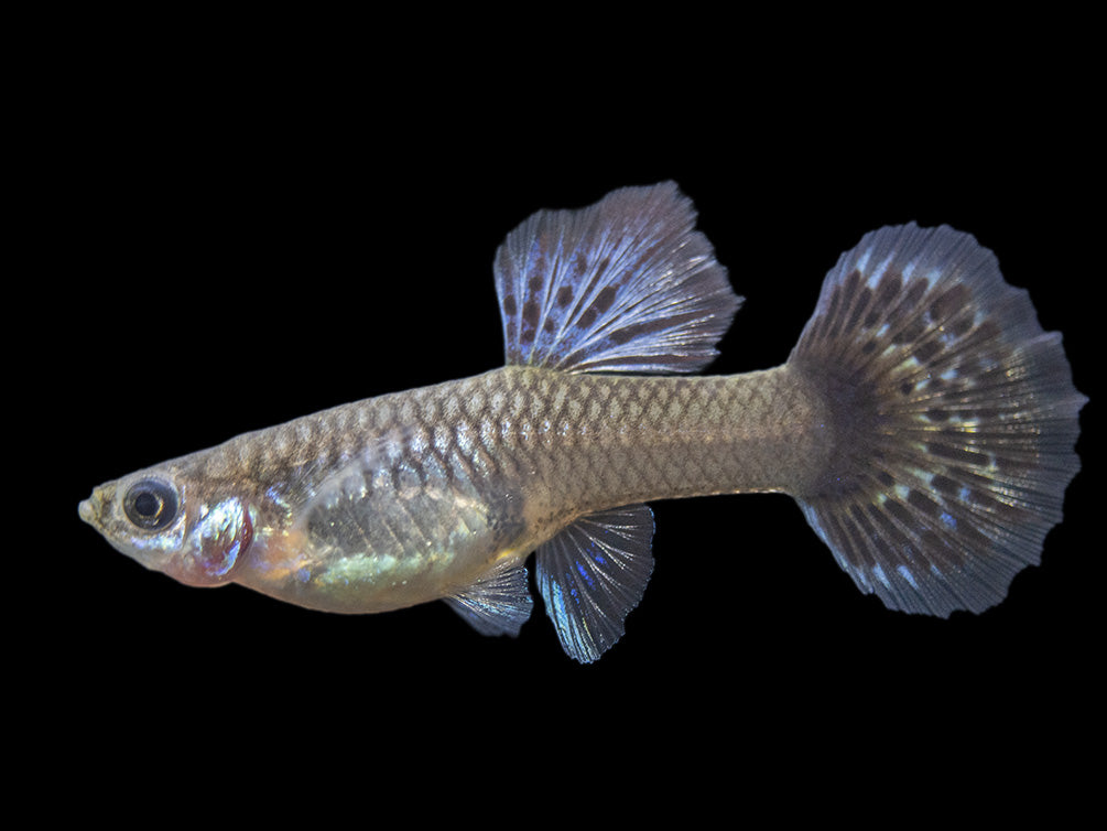 Purple Dragon Mosaic Guppy (Poecilia reticulata), USA-Bred