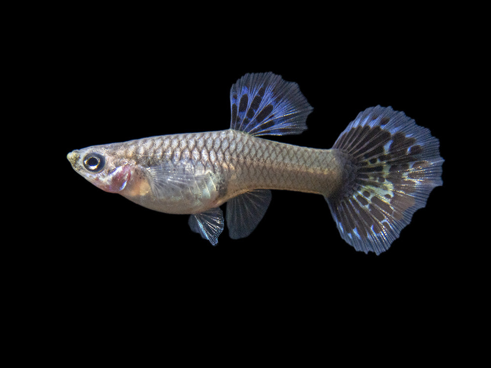 Purple Dragon Mosaic Guppy (Poecilia reticulata), USA-Bred