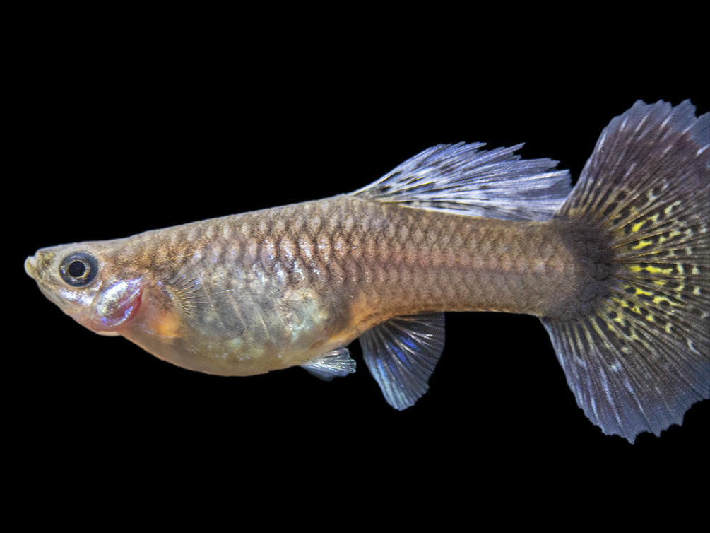 Purple Dragon Mosaic Guppy (Poecilia reticulata), USA-Bred