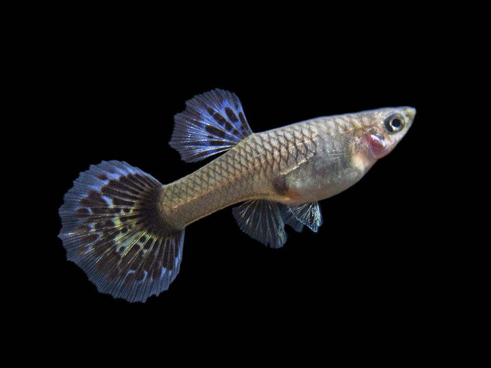 Purple Dragon Mosaic Guppy (Poecilia reticulata), USA-Bred