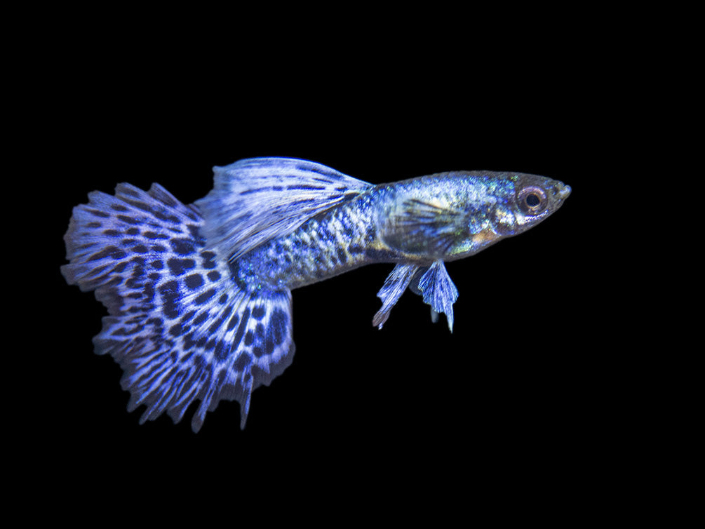 Purple Dragon Mosaic Guppy (Poecilia reticulata), USA-Bred