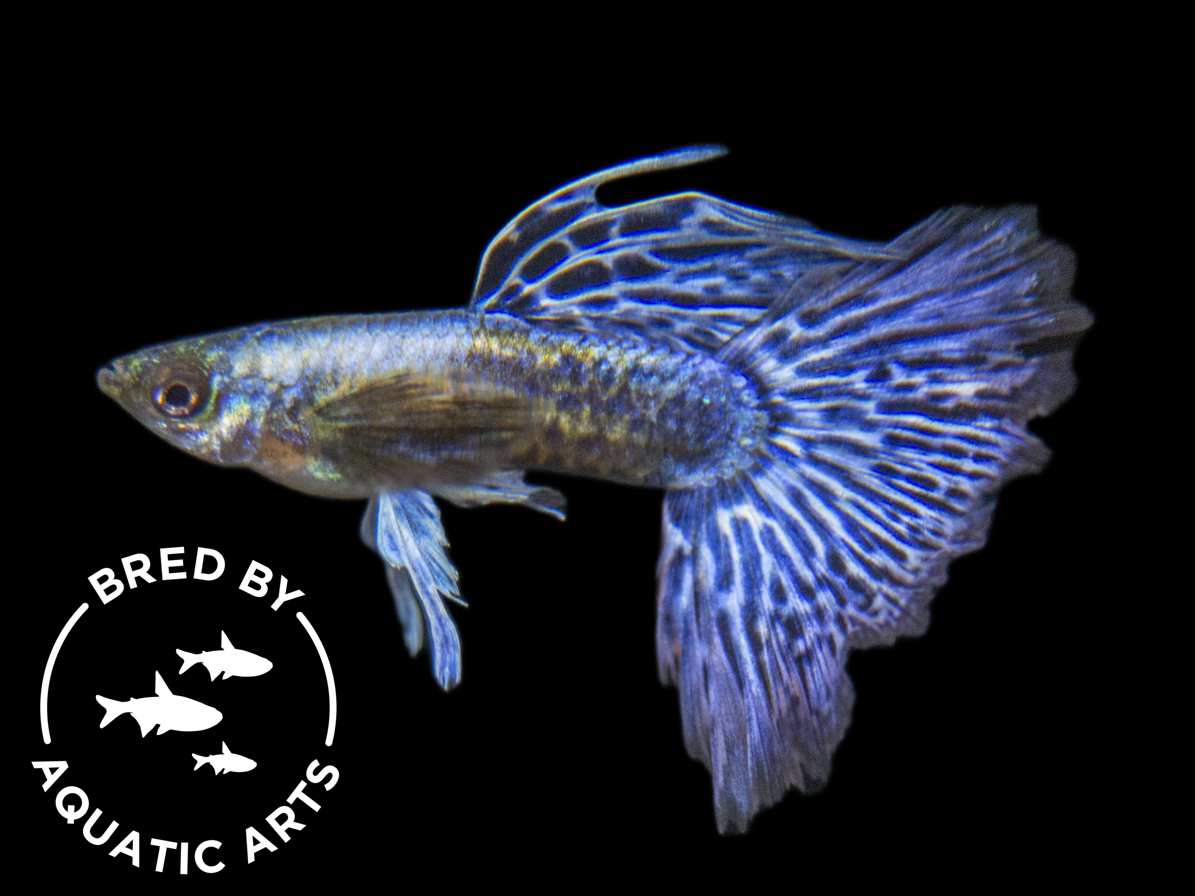 male guppy bred by aquatic arts 