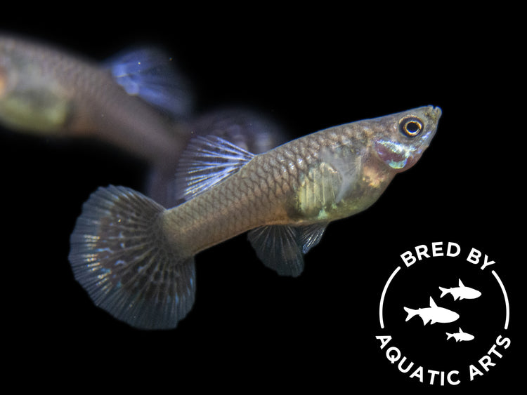 guppies bred by aquatic arts 