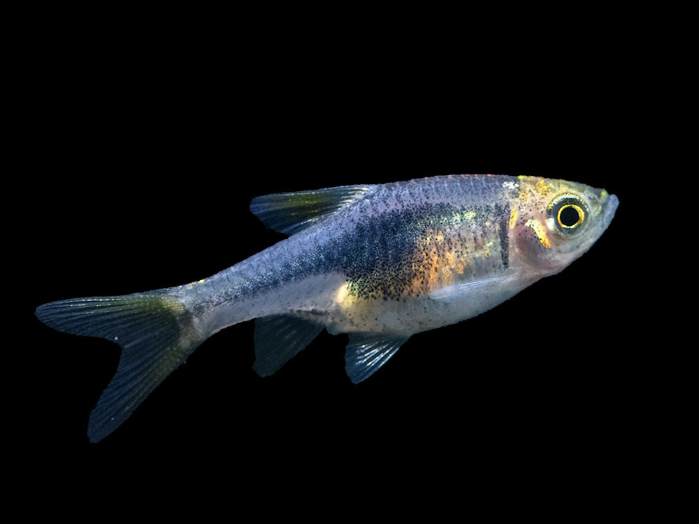 Purple Harlequin Rasbora (Trigonostigma heteromorpha), Tank-Bred!