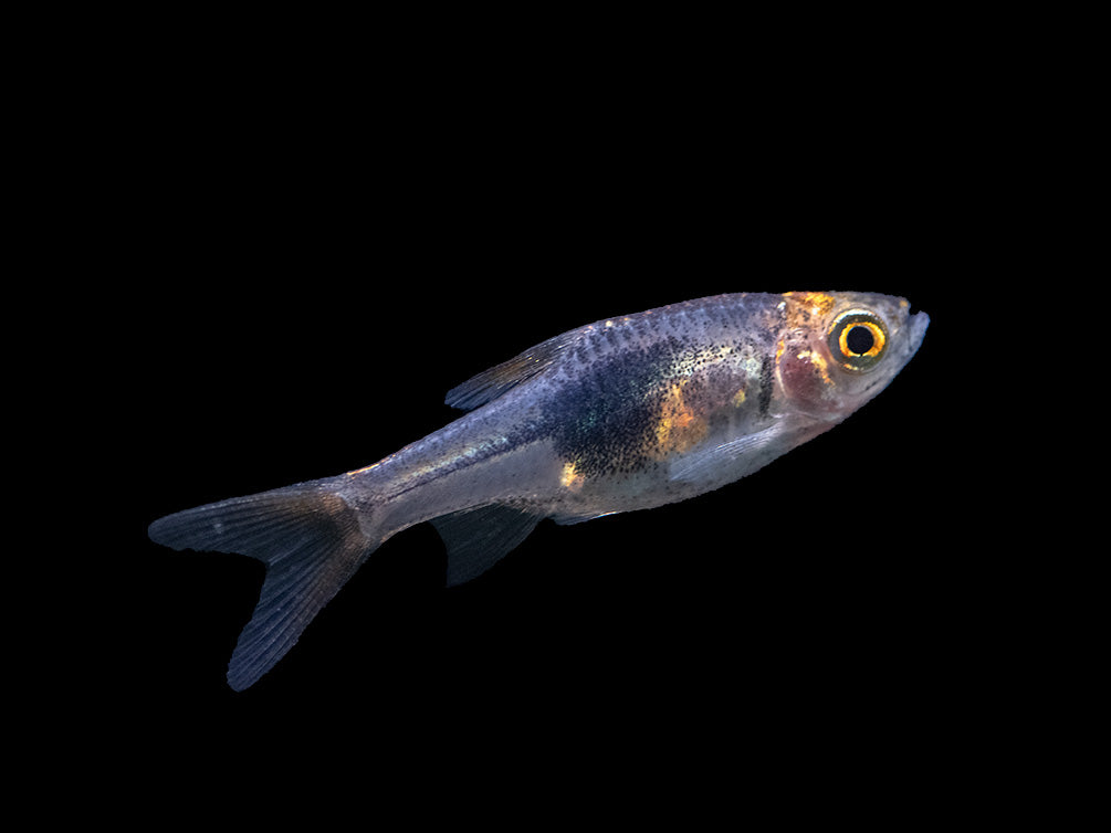 Purple Harlequin Rasbora (Trigonostigma heteromorpha), Tank-Bred!