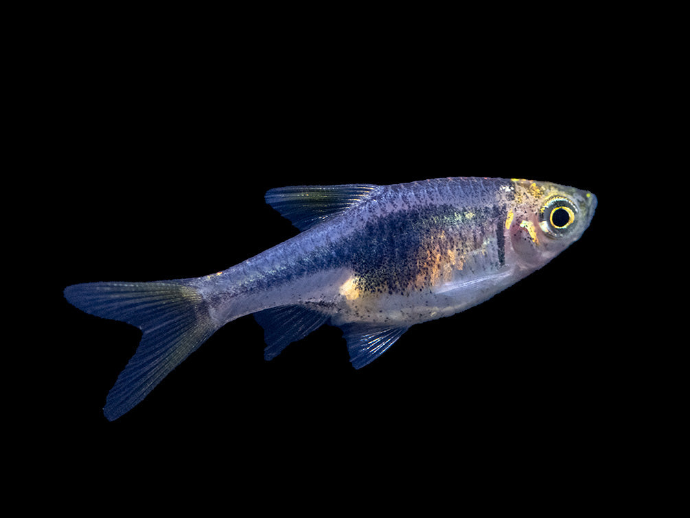 Purple Harlequin Rasbora (Trigonostigma heteromorpha), Tank-Bred!