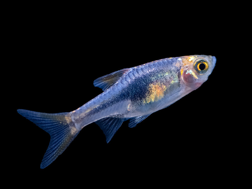 Purple Harlequin Rasbora (Trigonostigma heteromorpha), Tank-Bred!