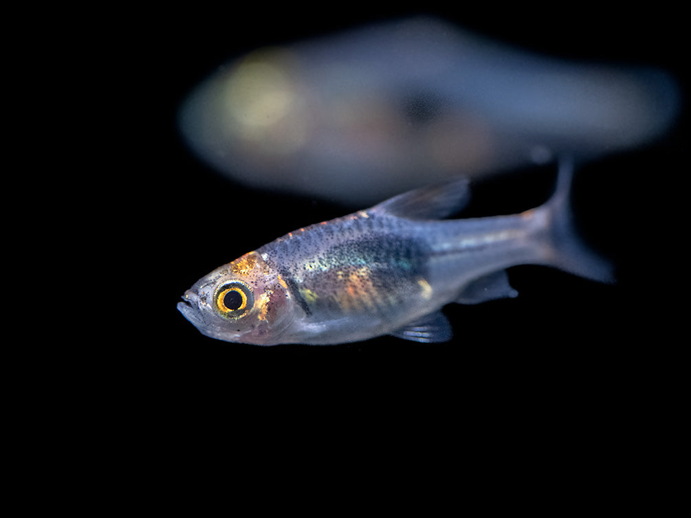 Purple Harlequin Rasbora (Trigonostigma heteromorpha), Tank-Bred!