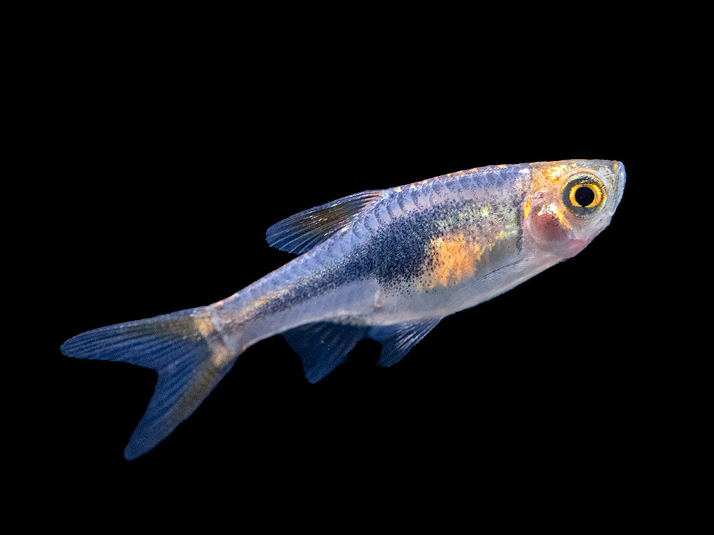 Purple Harlequin Rasbora (Trigonostigma heteromorpha), Tank-Bred!