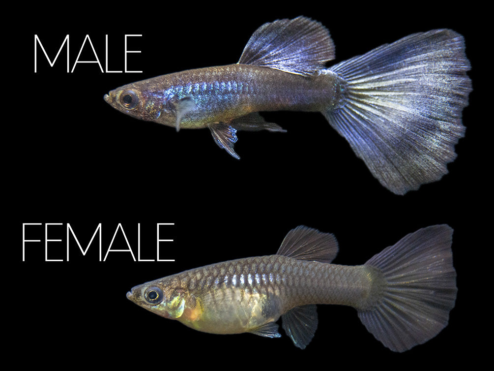 Purple Moscow Guppy (Poecilia reticulata var. “Purple Moscow”), Males and Females, Aquatic Arts Bred!