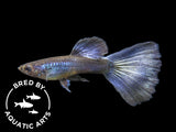 Purple Moscow Guppy (Poecilia reticulata var. “Purple Moscow”), Males and Females, Aquatic Arts Bred!