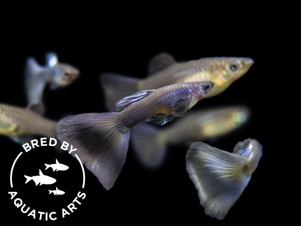 Purple Moscow Guppy (Poecilia reticulata var. “Purple Moscow”), Males and Females, Aquatic Arts Bred!