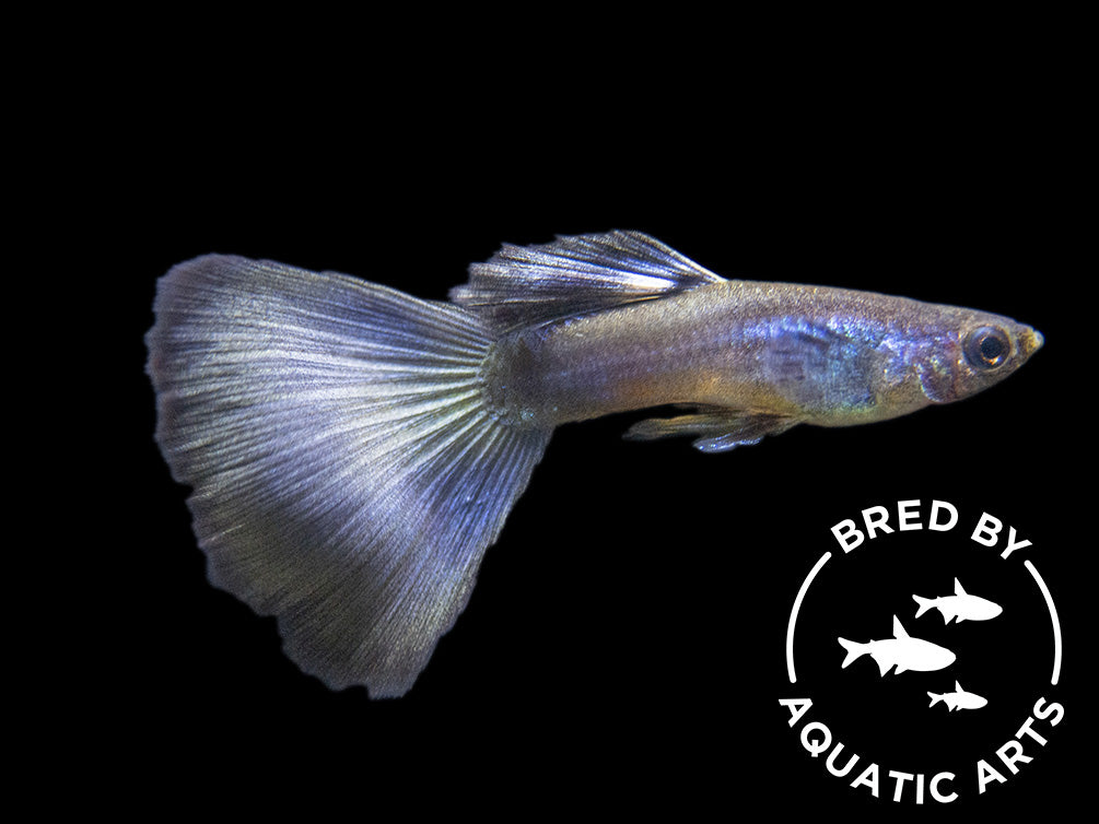 Purple Moscow Guppy (Poecilia reticulata var. “Purple Moscow”), Males and Females, Aquatic Arts Bred!