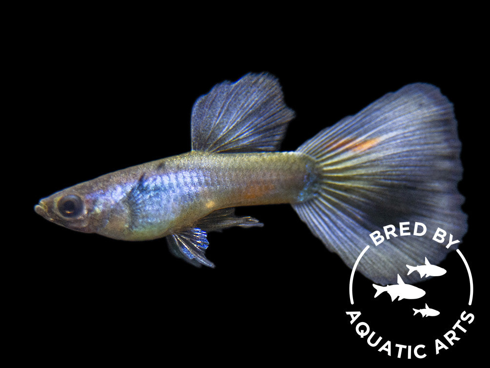 Purple Moscow Guppy (Poecilia reticulata var. “Purple Moscow”), Males and Females, Aquatic Arts Bred!