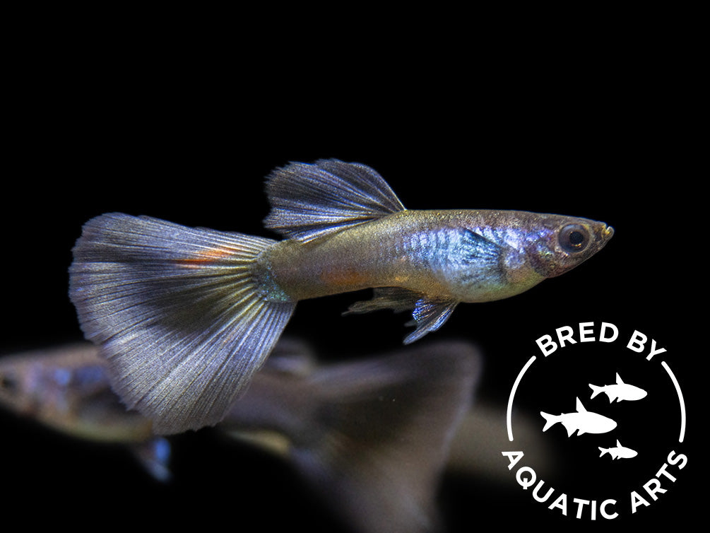 Purple Moscow Guppy Males And Females Home Bred Aquatic Arts On purple-moscow-guppy-males-and-females-home-bred-aquatic-arts-on
