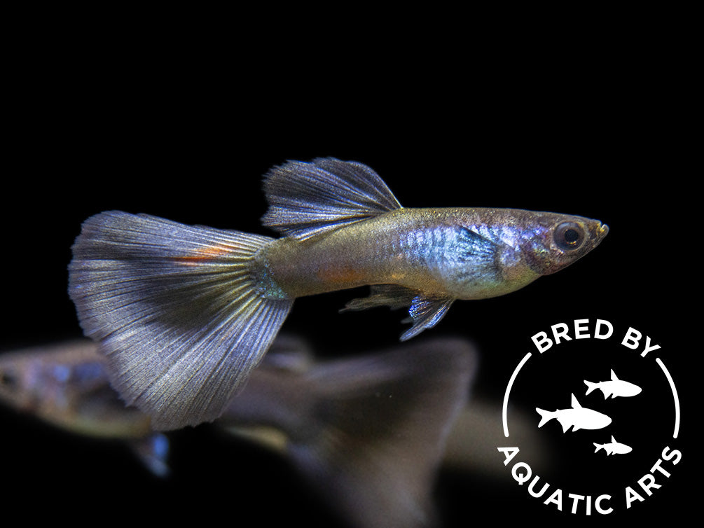 Purple Moscow Guppy (Poecilia reticulata var. “Purple Moscow”), Males and Females, Aquatic Arts Bred!