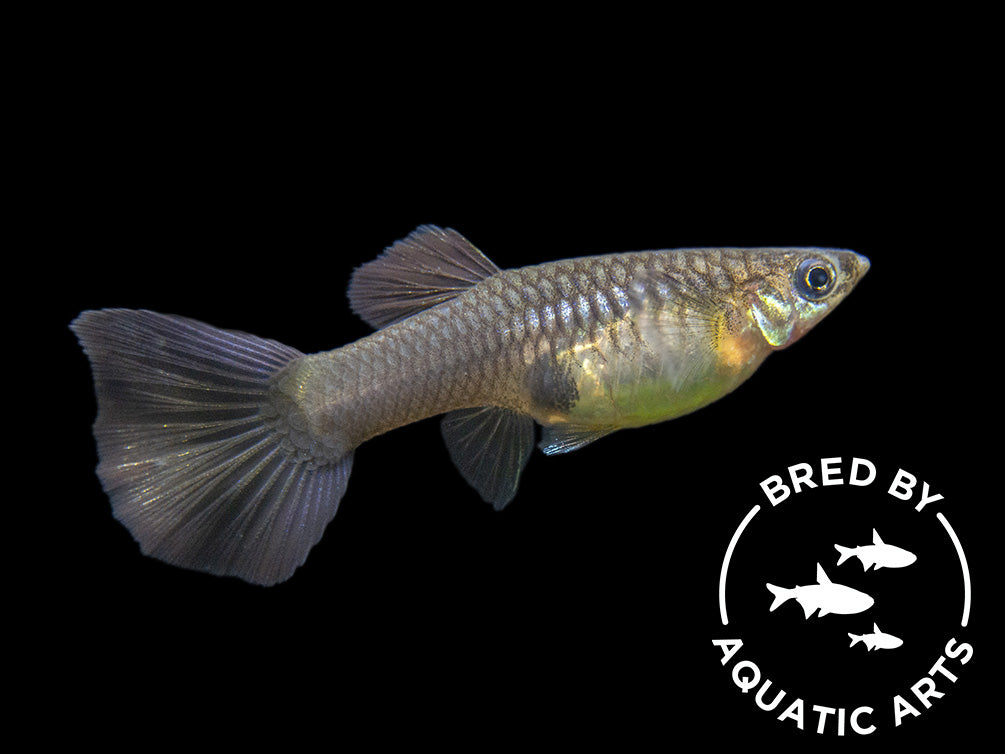 Purple Moscow Guppy (Poecilia reticulata var. “Purple Moscow”), Males and Females, Aquatic Arts Bred!