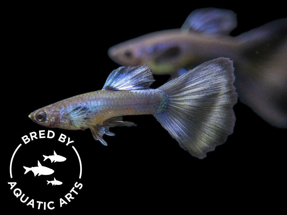 Purple Moscow Guppy (Poecilia reticulata var. “Purple Moscow”), Males and Females, Aquatic Arts Bred!