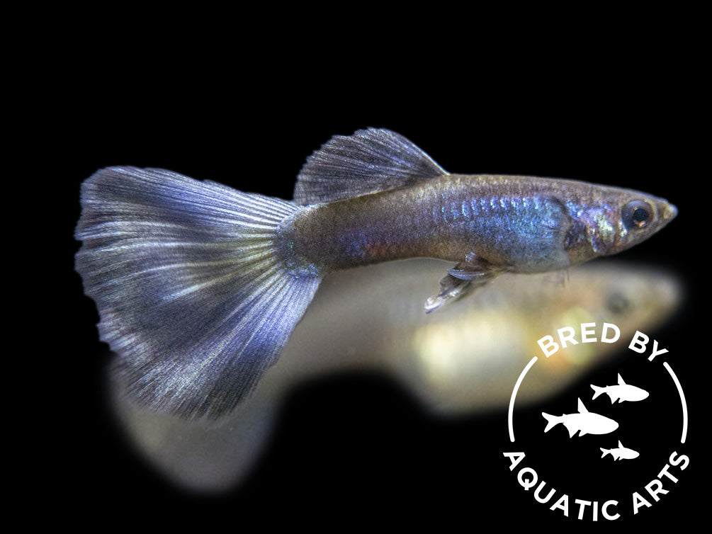 Purple Moscow Guppy (Poecilia reticulata var. “Purple Moscow”), Males and Females, Aquatic Arts Bred!