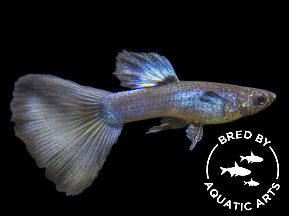 Purple Moscow Guppy (Poecilia reticulata var. “Purple Moscow”), Males and Females, Aquatic Arts Bred!