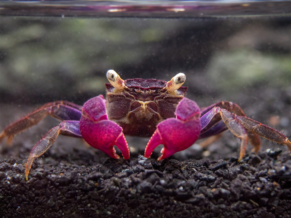 Purple Vampire Crab (Geosesarma bogorensis)