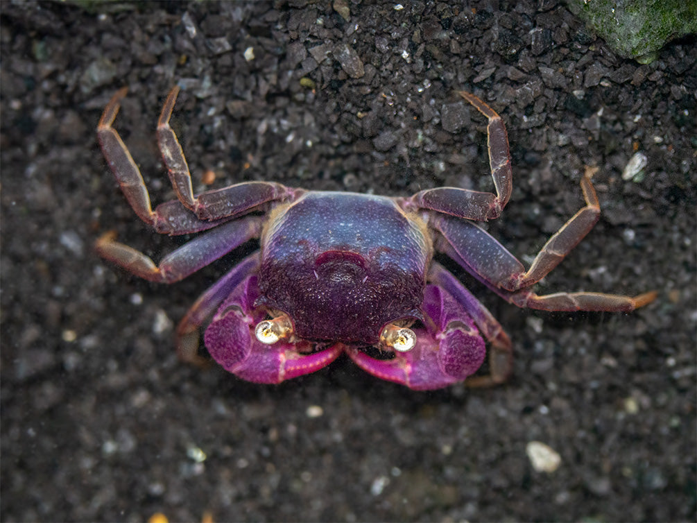 Purple Vampire Crab (Geosesarma noduliferum) displaying purple claws and dark violet coloration in a paludarium