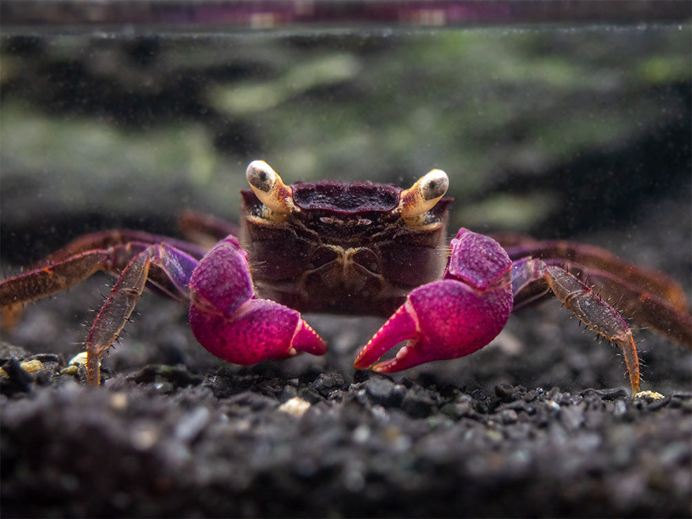 Purple Vampire Crab (Geosesarma bogorensis)