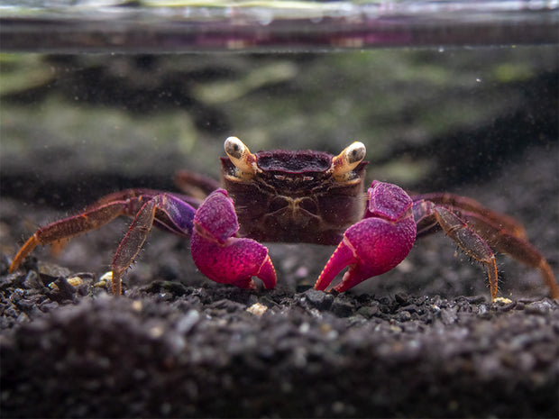Purple Vampire Crab (Geosesarma bogorensis)