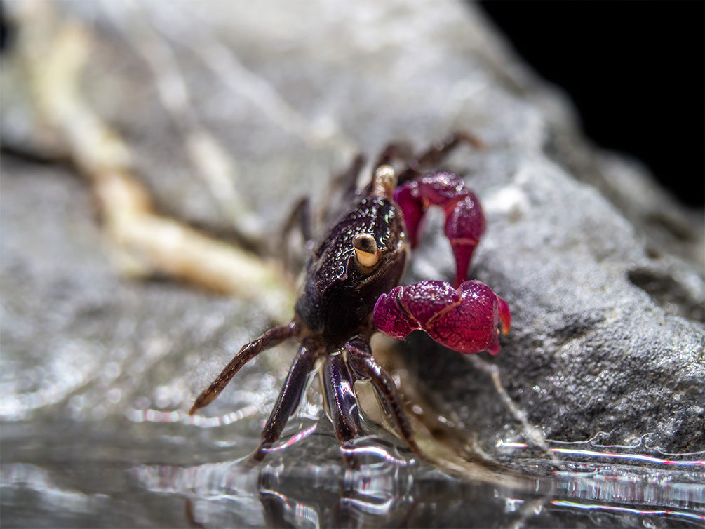 Purple Vampire Crab (Geosesarma bogorensis)