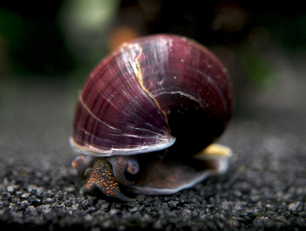 Freshwater Snails | Next-Day US Delivery | 100% Live Arrival Guarantee ...